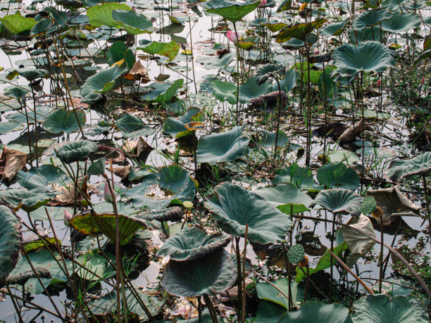istock lotus in water 2162191740