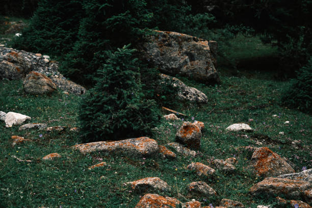 Forest glade in the mountains, detailed view after rainfall