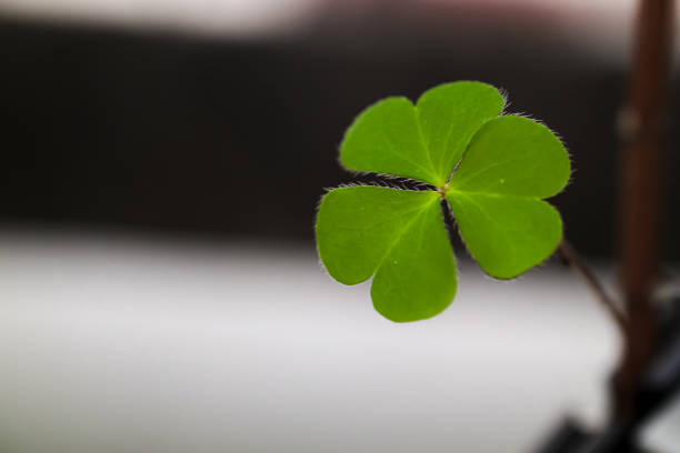A solitary three-leaf clover to represent luck, during St. Patrick's Day in Ireland