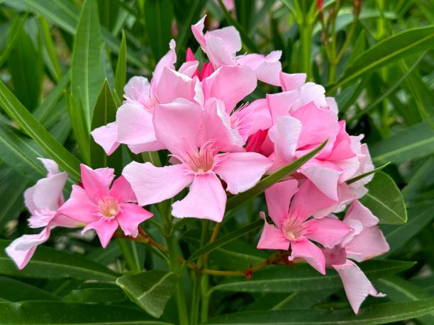 istock Oleander nerium pink flowers blossom 2162197728