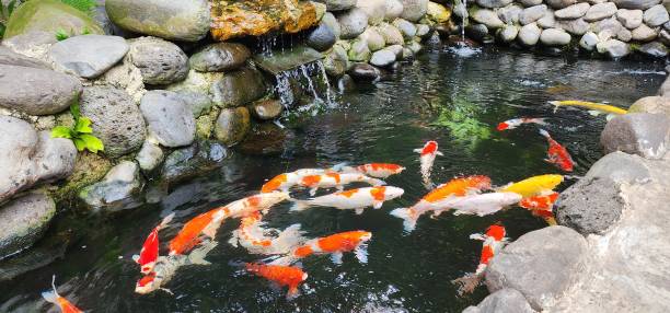 istock Colorful koi fish swimming gracefully in a tranquil pond 2162198360