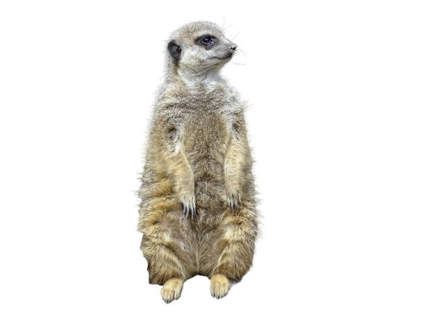 istock Meerkat isolated on white background 2162200341