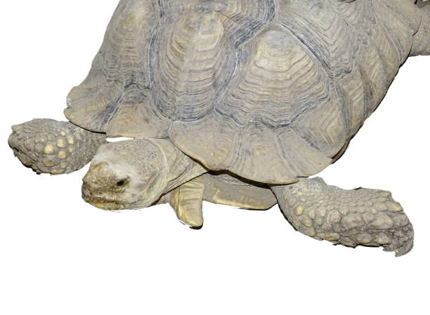istock African spurred tortoise isolated on white 2162200383