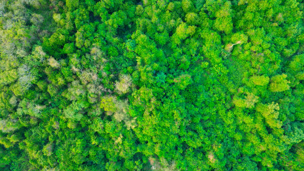 istock Aerial view of mixed forest, deciduous trees, greenery and waterfalls flowing through the forest. The rich natural ecosystem of rainforest concept is all about conservation and natural reforestation. 2162200957