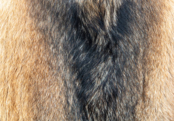 Dog skin as an abstract background. Texture