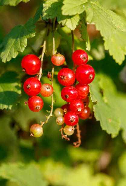 istock Close-up of red currant on a plant branch 2162202634