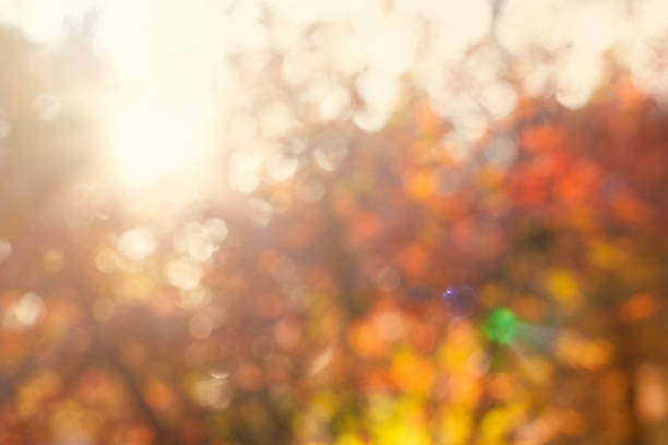 Autumn background with beautiful sunny bokeh light