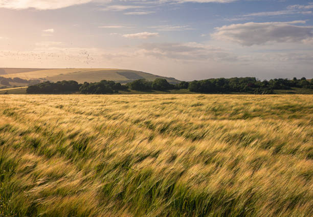 istock Butts Brow Golden Hour South Downs 2162206104