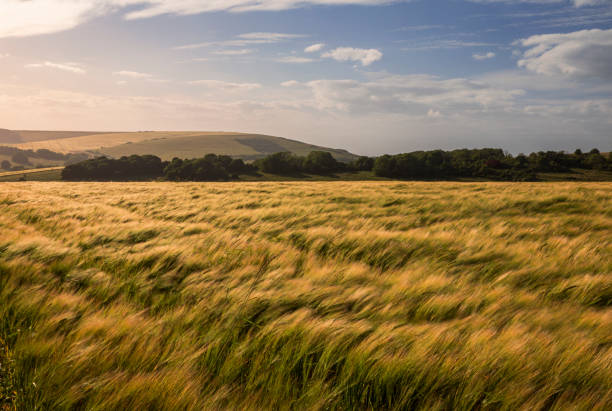istock Butts Brow Golden Hour South Downs 2162206183