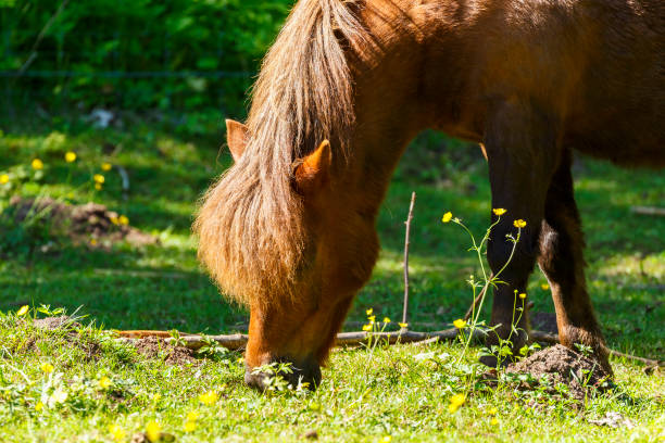 Miniature Horse grazing in a field near Victoria, BC.