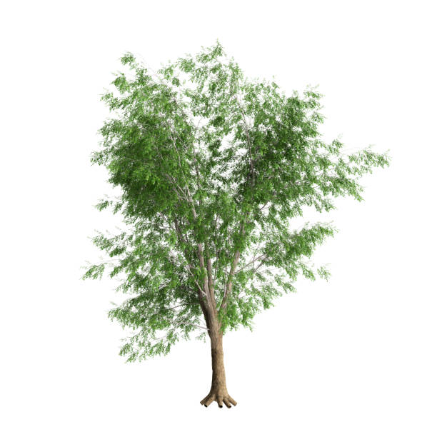 3d illustration of Carya Cordiformis tree isolated on white background
