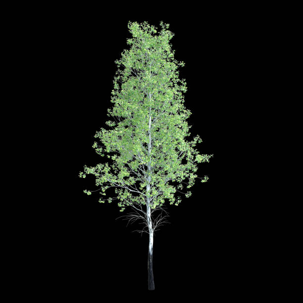 3d illustration of Populus Tremuloides tree isolated on black background