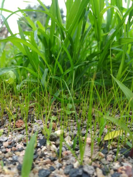 istock The beautiful grass view with pebbles in the garden 2162208934
