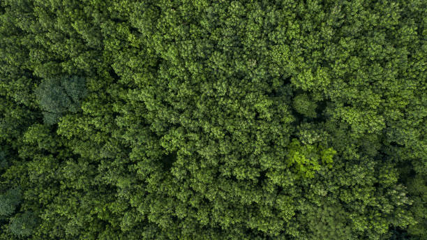 istock Aerial view nature green forest and green tree forest texture background, Texture and background green tree forest view from above, Nature onservation and ecosytem. 2162210805