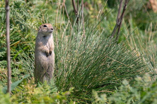 istock Funny cute gopher stands in the grass 2162212178