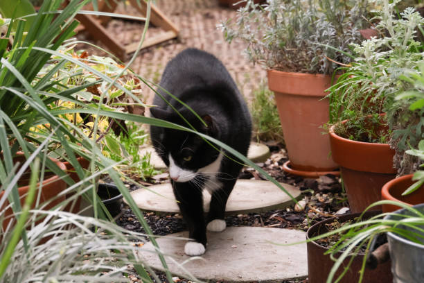 istock Tuxedo Cat Outdoors 2162212862