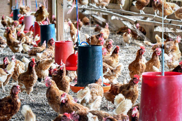 istock Chicken flock in a confinement house 2162215235