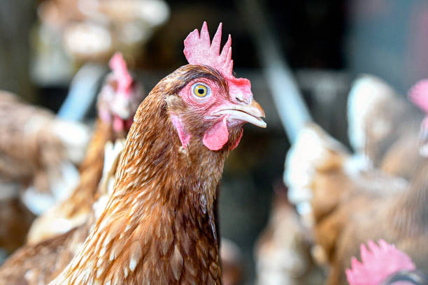 istock Close up of commercial layer hen 2162215250