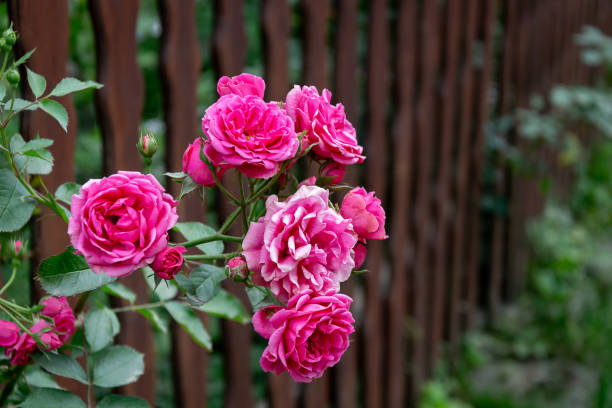 istock pink roses against a brown fence 2162217358