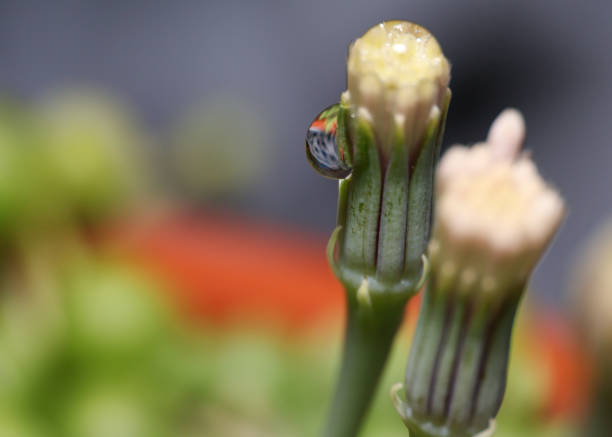 mirroring of red rose in background in water drop on stem
