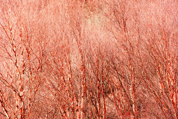 dry branch of red bark wood tree in the natural forest