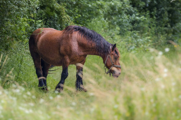 horse