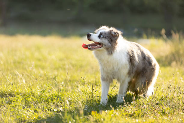 Cute Border Collie dog playing on meadow during sunny day.