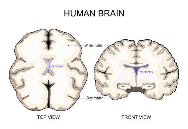 Brain anatomy. White Matter and Gray Matter. Cerebral Cortex and Brain Ventricles Brain anatomy. White Matter and Gray Matter. Cerebral Cortex and Brain Ventricles with Cerebrospinal Fluid. Cross section of a human brain Front view and Top view. Vector illustration cortex stock illustrations