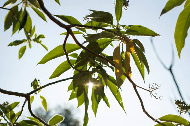 Light shining through the leaves