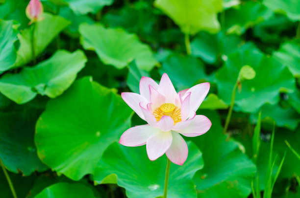 This photo captures a delicate pink lotus flower in full bloom, surrounded by lush green leaves, creating a serene and beautiful scene.