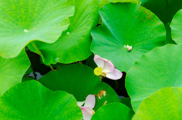 This photo captures vibrant green lotus leaves with delicate pink buds, adorned with glistening water droplets.