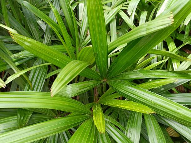 istock Flower plants in the yard 2162222551