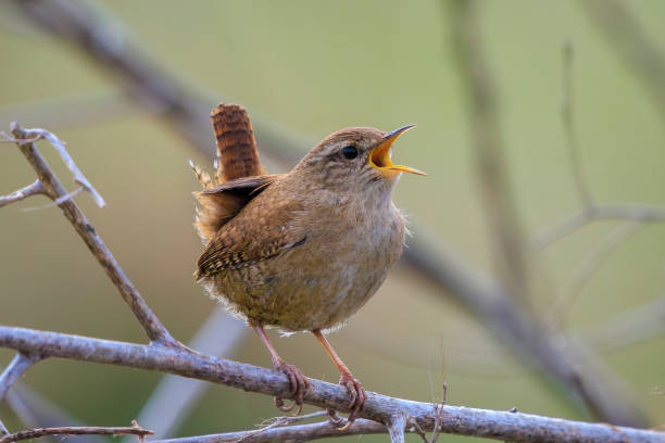 istock Eurasian Wren bird, Troglodytes troglodytes, display, singing and mating during Springtime 2162223551
