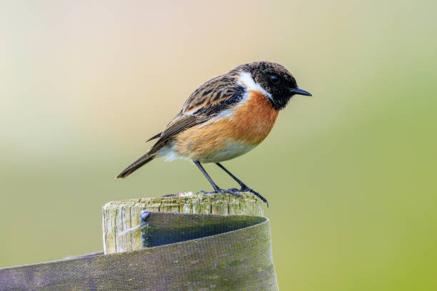 istock Male Stonechat, Saxicola rubicola, bird singing 2162223555