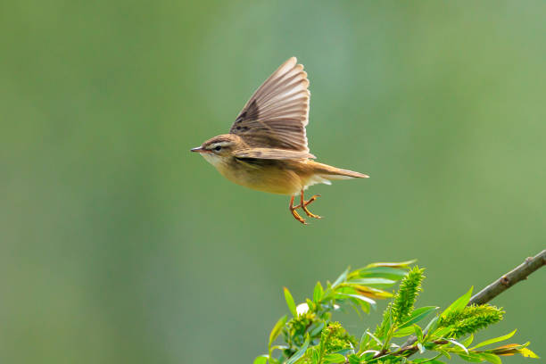 istock Sedge Warbler, Acrocephalus schoenobaenus, in flight 2162223595