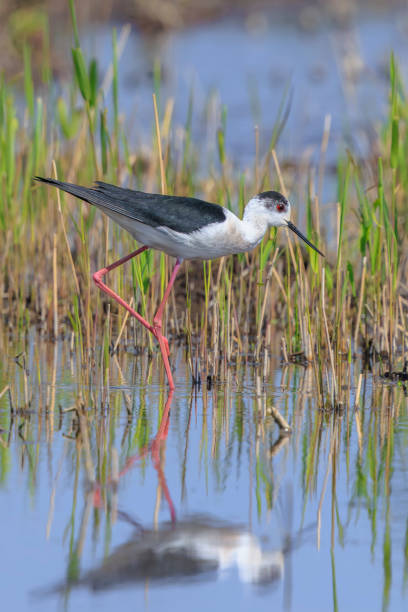 istock Black-necked stilt, Himantopus mexicanus, wader bird posing and foraging. 2162223656