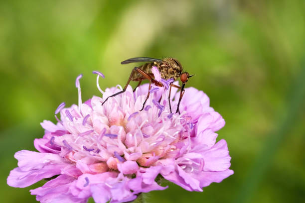 Empis livida - female sucking nectar on a pink lilac Scabious (Scabiosa) - Baden-Württemberg, Germany