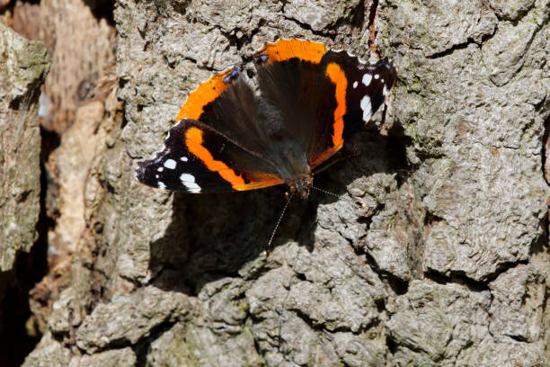 Red Admiral Butterfly