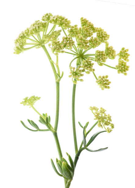 istock Sea fennel 2162226399