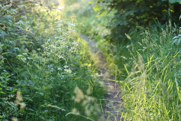 Countryside path surrounded by lush foliage in summer