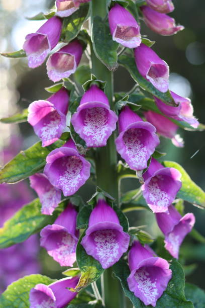 istock Close up of a pink foxglove 2162228975