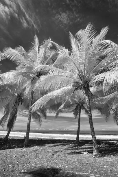 istock Costa Rica Tropical Rainforest 2162229017