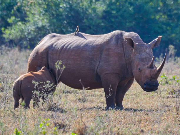 istock Nairobi National Park 2162229428