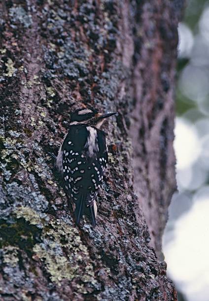 istock Hairy Woodpecker 2162230061