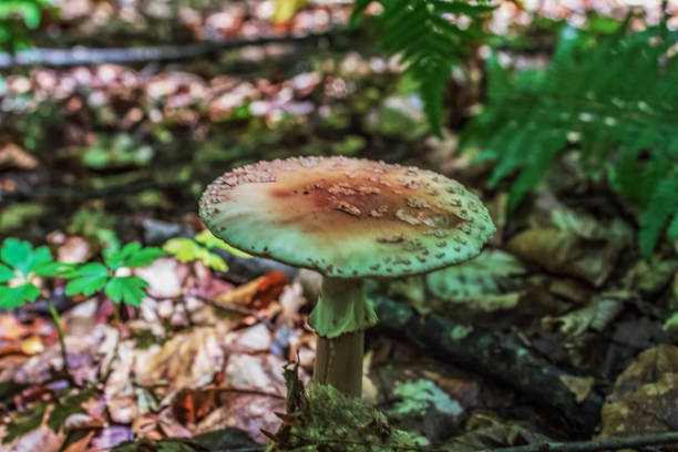 Macro  - Forest - Europe, Romania, Suceava region