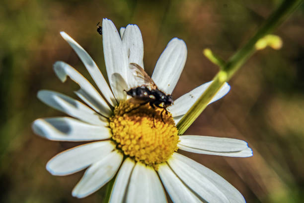 Macro  - Forest - Europe, Romania, Suceava region