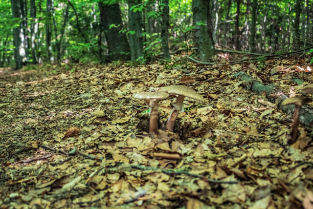 Macro  - Forest - Europe, Romania, Suceava region