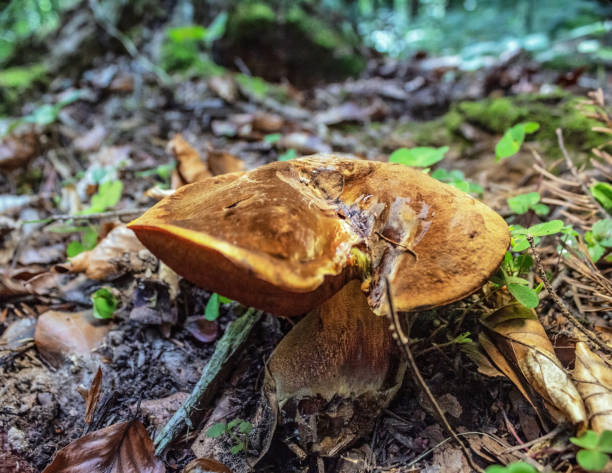 istock Macro  - Forest - Europe, Romania, Suceava region 2162230261