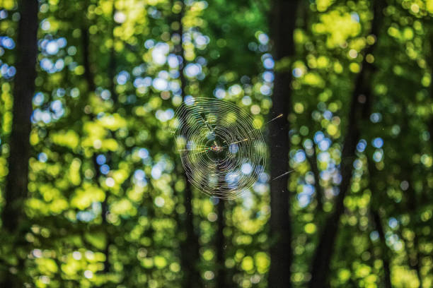 Macro  - Forest - Europe, Romania, Suceava region