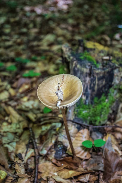 istock Macro  - Forest - Europe, Romania, Suceava region 2162230347